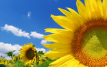 Sonnenblumen